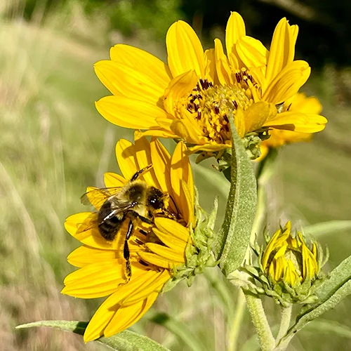 Pollinator Week Event - Prairie Pines Nature Preserve